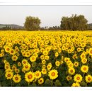 안산 화랑유원지 이미지