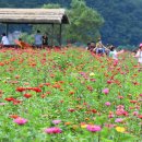 평창 천만송이 백일홍 축제 이미지