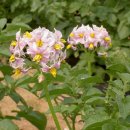 조말생 신도비 이미지