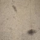 애견미용실 | 광주 화정동 애견미용실 몽몽솔솔 후기 스파, 위생미용 완전 만족!