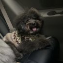 타요타요 펫택시 이미지