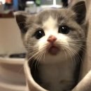 미모고양이 이미지