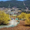 전남 구례 산수유마을 축제장 일원에서 산수유 풍경 이미지