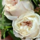 예일병원 이미지