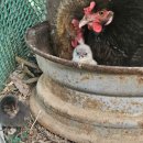 부여부화장 이미지