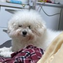 단정하개 애견미용실 | 신림 애견미용실 캐리그루밍 재방문 후기 | 단골미용실 생김🐾