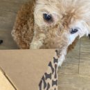 더나은펫 이미지