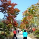 구절초와 단풍이 어우러진 충주 석종사 순례 이미지