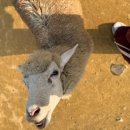 큰언덕목장 | 남해 갈만한곳 양떼목장 양마르뜨언덕 체험 후기