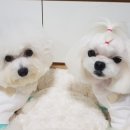 궁전애견 이미지