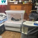 대천동물병원 | 연속 한파에 밤이 더 길어졌어요… 보령 겨울, ‘며칠째 이어진 밤’이 만든 변화