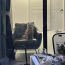 스텔라 펜션 | [여수 애견동반 숙소] 잔디와 수영장이 있는 애견동반 후기(6인 객실 후기) ｜라스텔라 애견동반 펜션