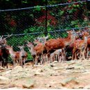 한국사슴백화점 이미지