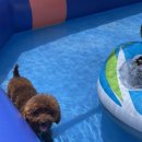 개구쟁이 애견 이미지