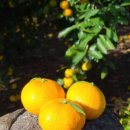 정인농장 이미지