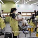바닐라 애견샵 이미지