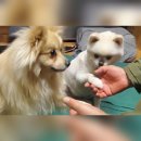 여기서 이쁘게 미용하개 이미지