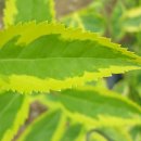 개나리농장 이미지