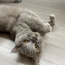 고양이 선물 스트레스 완화 캣닢 스프레이 추천 묘향