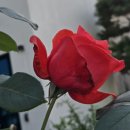달산 Daum카페