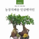 벤자민 | 인삼벤자민 구매 후기 감사합니다.