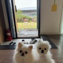 제주애견동반펜션 스테이대흘 마당이 있는 제주 동쪽 독채 펜션