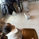 욜로피자앤커피 | 강진 병영 화덕피자 커피앤베익스 여러번 방문 후기