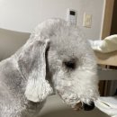 골든블랙123 이미지