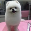 smile애견미용 이미지