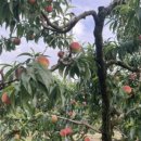 용천농원 이미지