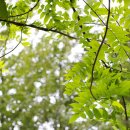 BRM연구소.국제건강가족동호회 | [위암 식이요법] 위암의 발견, 위암의 증상 - 대체요법으로 암극복 - 국제건강가족동호회