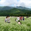 봉평메밀 이미지