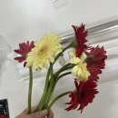 GS25 대구화원점 | 연주회 꽃다발 셀프 포장 🌸 다이소 화원점 포장용품만으로 완성 ✌🏻