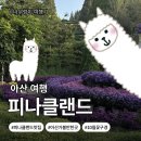 힐링랜드23 | [충청남도 아산]추석 연휴 가족 나들이로 딱! 아산 피나클랜드 가을꽃 축제 10월 개화 상황 솔직 후기🌼