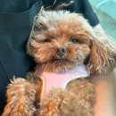 미소돌봄동물병원 | 안산 동물병원 강아지 알러지검사 비용, 펫 보험처리 후기!