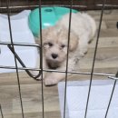 세진농장 | [D+77 뉴질랜드 워홀] 백수의 일상, 백수 탈출