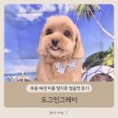 목동 애견 미용 말티푸 얼굴컷 후기 - 도그인그레이