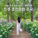 초전공원님처럼 | 경남 수국명소 진주 초전공원 수국 실시간 개화상황