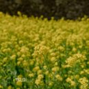 처갓집양념치킨 이동점 이미지