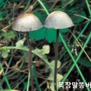 향정목장 네이버블로그