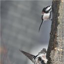 오목눈이(long-tailed tit) 이미지