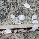 [야간]수채화(중급) | SKT 퀀텀6 리뷰 (1) - 실외 사진 예시