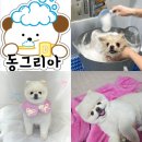 동그리아 이미지