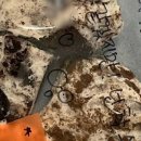 토요바이올린B 이미지