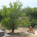 인천공항초등학교신도분교장 이미지