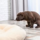 똥싼 강아지 이미지