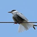 대정전기 이미지