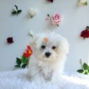 강서하이동물병원 | 명지 애견 미용 하이베이비 내돈내산 리얼 후기