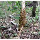 고창선운산풍천장어 이미지