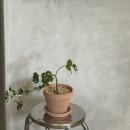 센노케이크